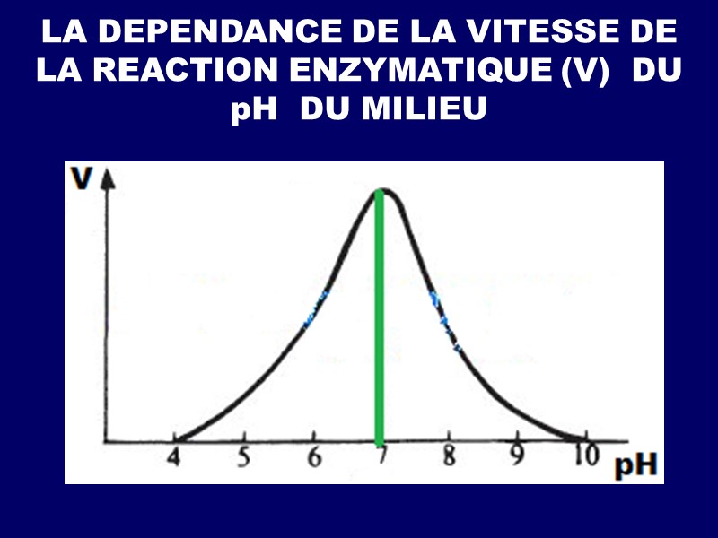 LA DEPENDANCE DE LA VITESSE DE   LA REACTION ENZYMATIQUE (V)  DU